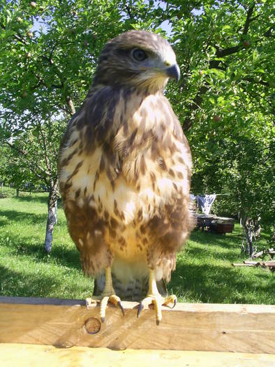  - 7-ULIUL -Buteo buteo