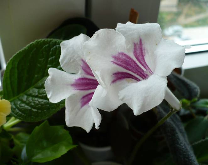 Pocahontas - STREPTOCARPUSI