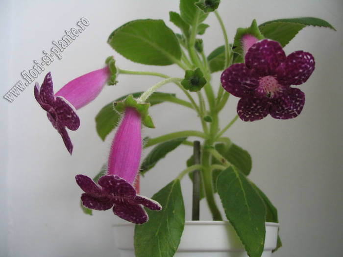 Kohleria Karl Lindberg 7