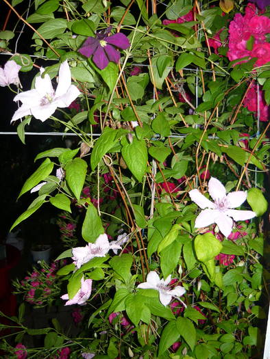 P1000702 - CLEMATIS