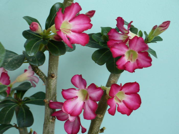 P1130354 - ADENIUM OBESUM