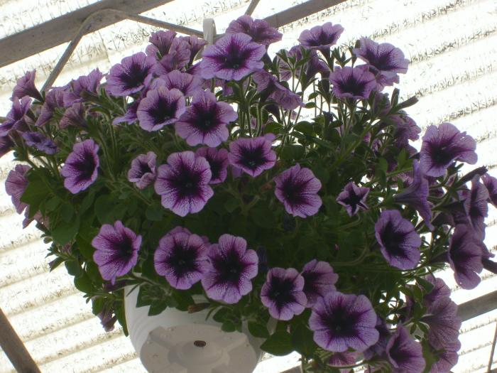 petunia curgatoare - Acasa 2008