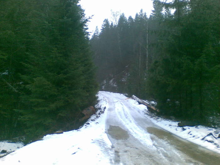 22012009(001) - vanatoare padure