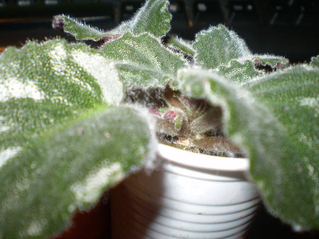 ozio de la doina - flori de camera 2009-2010