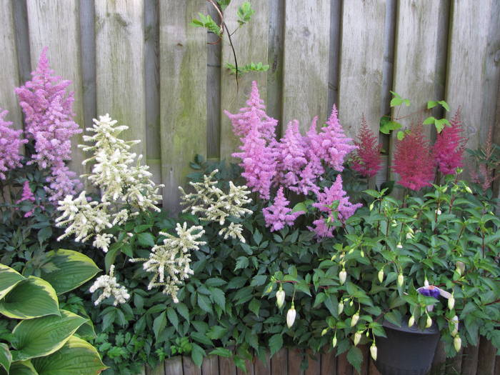 Astilbe 23 iun 2009