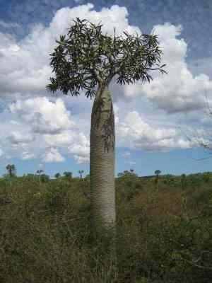 pachypodium-geayi - plante cu caudex