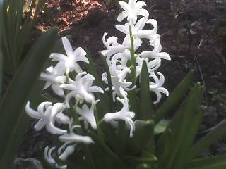 04-04-09_1723 - GRADINA 2009