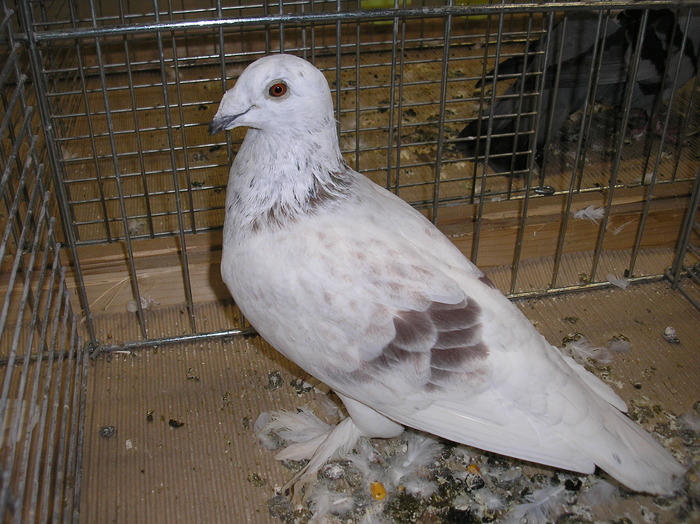 P1010186