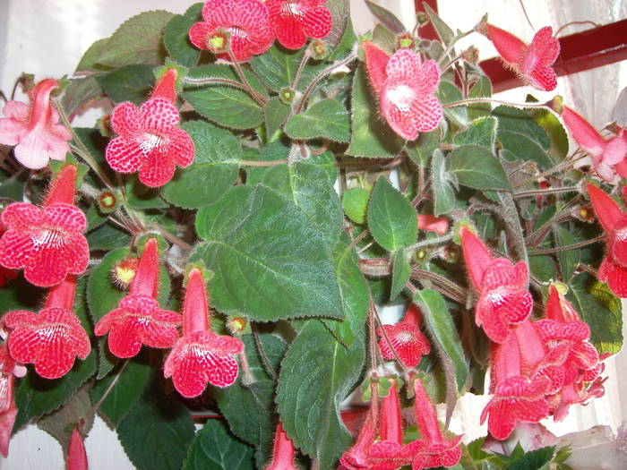 Flori 2009