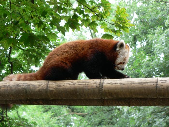 Kleine_panda_zoo_Lille - natura