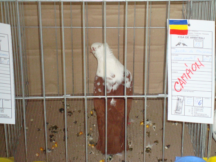 DSC04921 - Campioni de toate rasele la Expo Fauna Banatului 2009 Timisoara