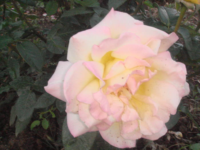 DSC01432 - trandafiri Romaniei