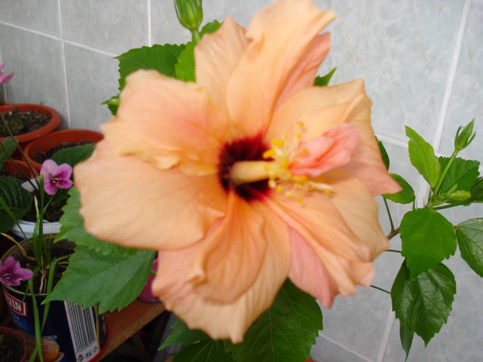 hibiscus - FLORI 2009-2010