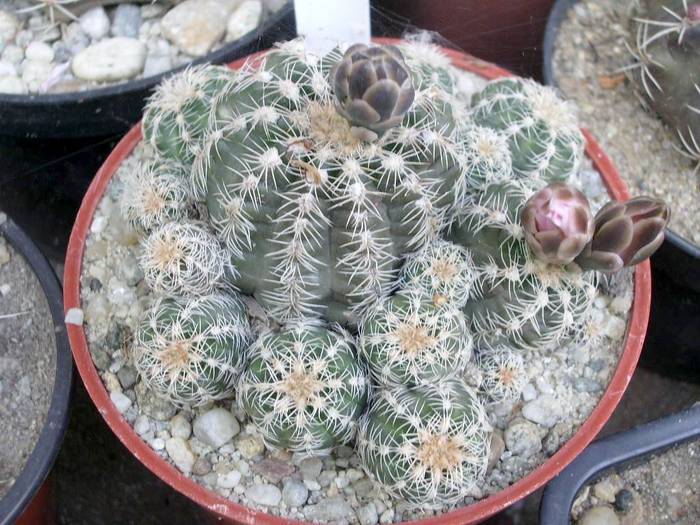 Gymnocalycium bruchii - Fotografii cactusi - suculente 2009