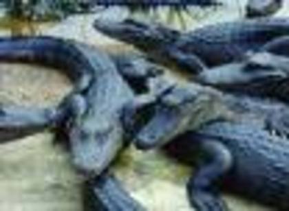8 - Poze crocodili