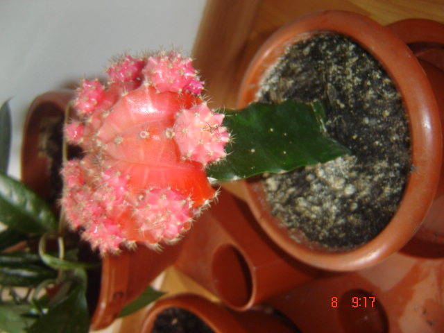 DSC00310 - cactusi