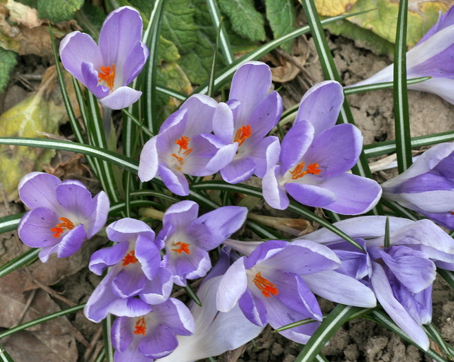 IMG_0975 - zz Crocus