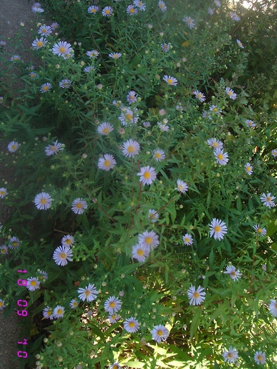  - Flori de gradina 2009