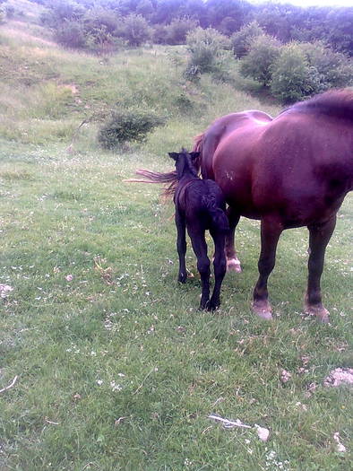 Imagine130 - my black horse and mather