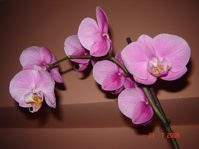DSC02570 - flori