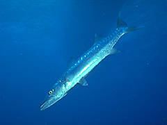 097 - poze muuuuuuuuuuuuuulte