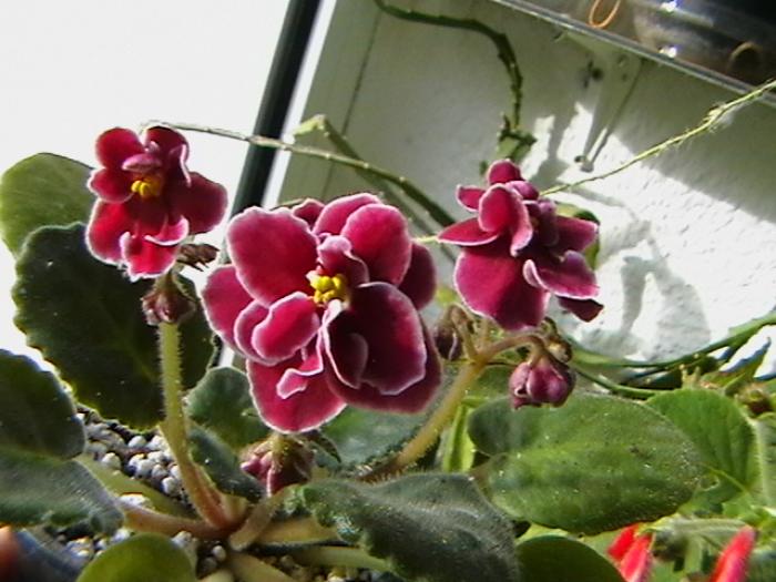 IMGA0554 - violete 2009