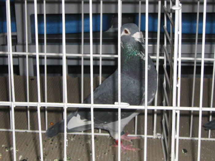 2009 001