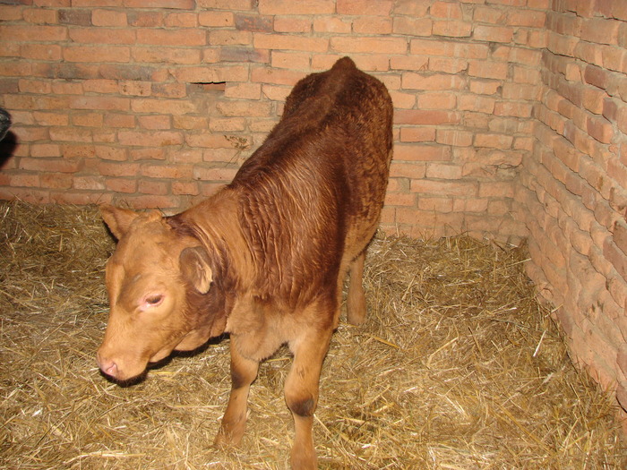 Lica, LIMxBR, foto2 - Vaci de carne - tineret femel