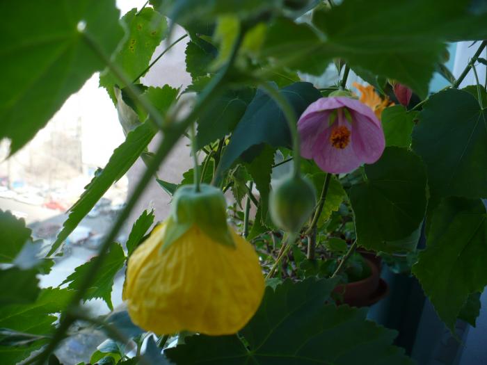 P1090350 - ABUTILONI