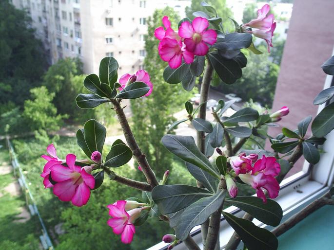 adenium obesum