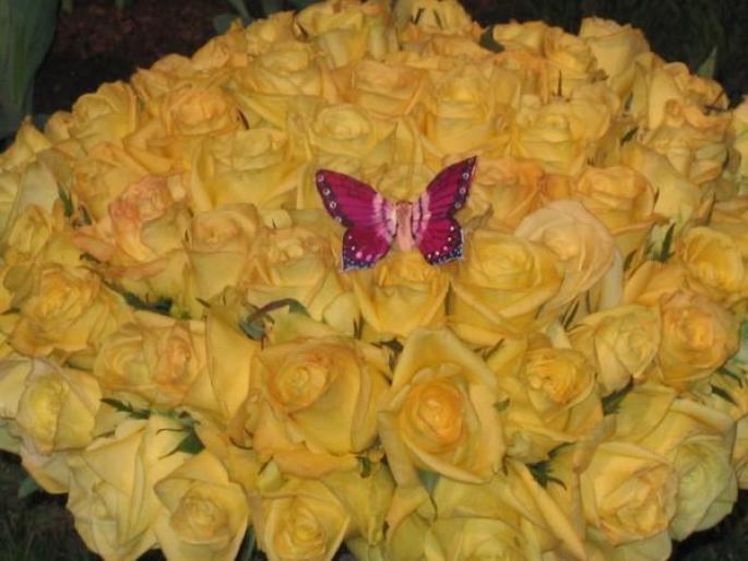 ai132386n441788 - animale si flori