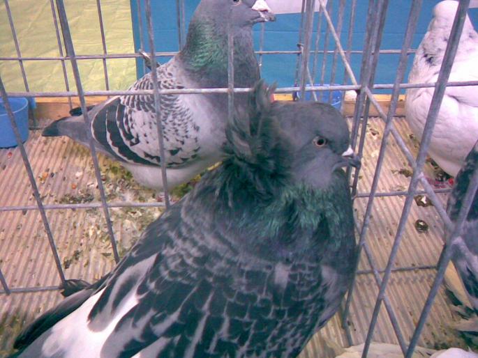 urias m 1 - 1503 partea 2