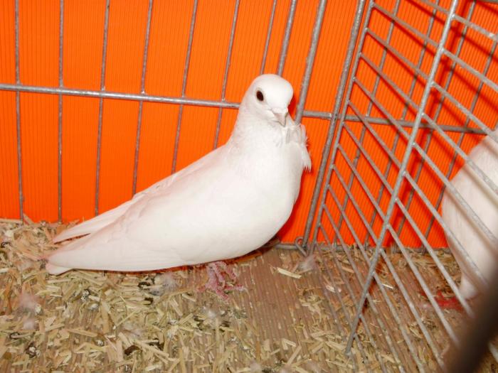 01266 figurita 1 - 1505 partea 6