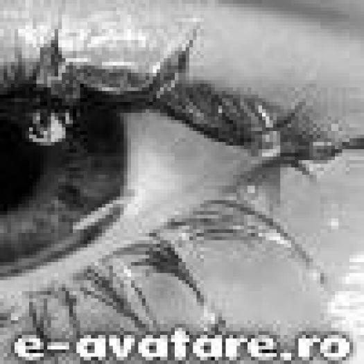 avatare_gratuite_65beae2083a659f48c04b8ab130214b6[1] - avatare cu ochi mijto