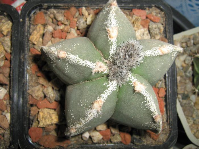 Astro.myriostigma hb.-boboc