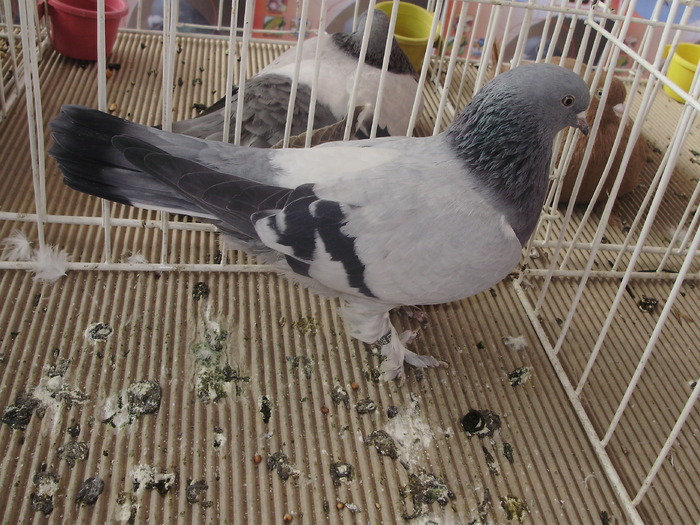 takla 2