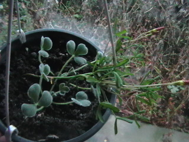 oxalis versicolor si oxalis?