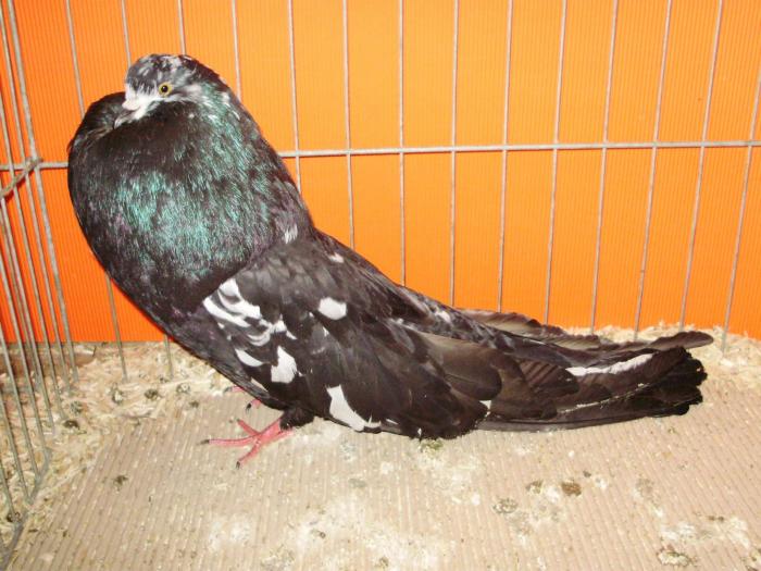 07557 og kropfer tig 1 - 1505 partea 5