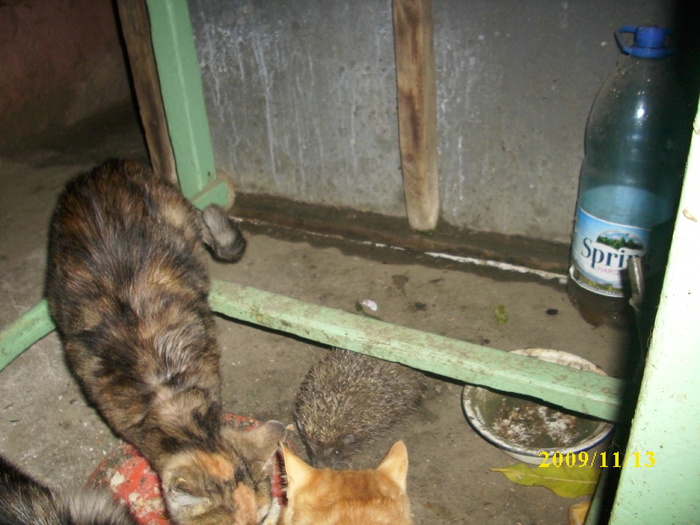 prieteni buni - pisici si catelusa Boggy