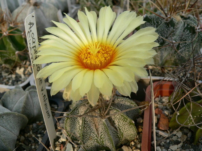 astrophytum_capricorne_v.niveum - genul Astrophytum