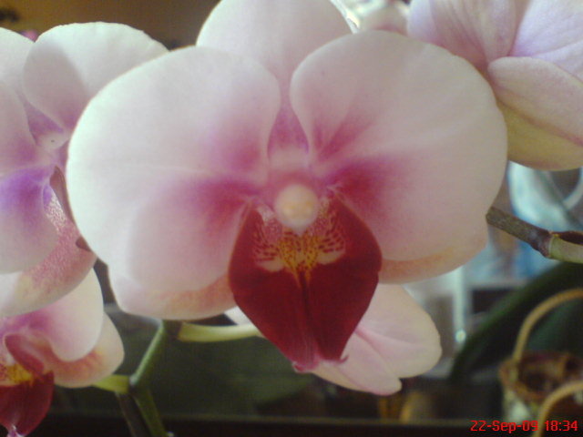 DSC03139 - Phalaenopsis