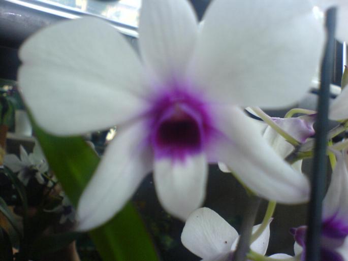 floare dendrobium - orhidee