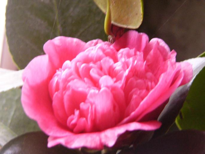 camelia japonica - Camelia japonica