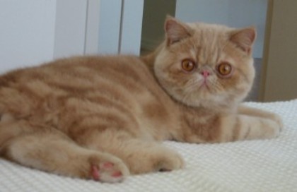 Cream_tabby_exotic_cat