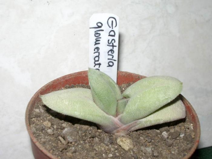 Gasteria glomerata