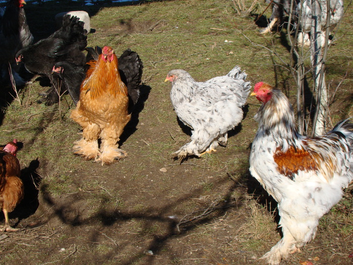 DSC01559 - gaini Brahma argintiu orange