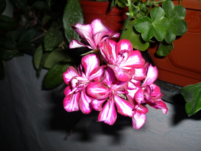 P1010343