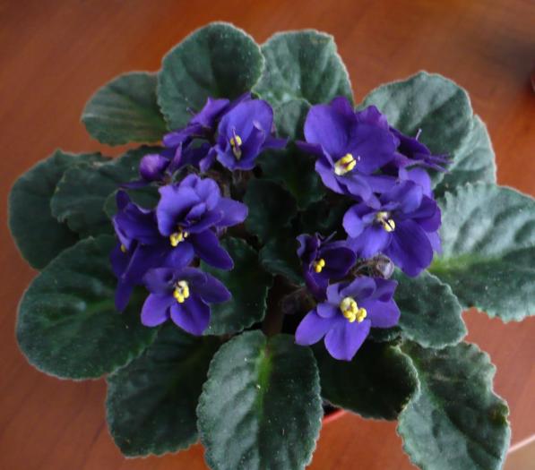 P1060293 - Violete africane