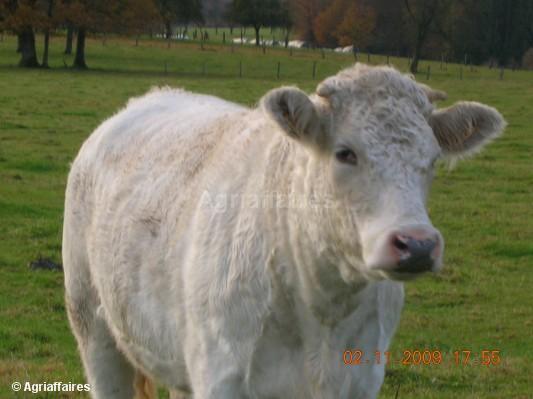 metis charolaise+bleu blanche belge - Vaci de carne DANYJOJO