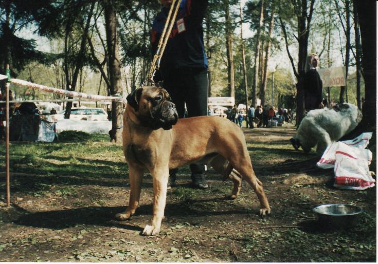 expo-sf gheoghe-2001-bul mastif - CAINI-DRESAJ-SOCIALIZARE